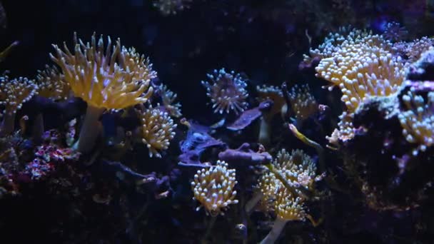Skupina Mořských Sasanek Lehce Kolébající Pod Vodou — Stock video