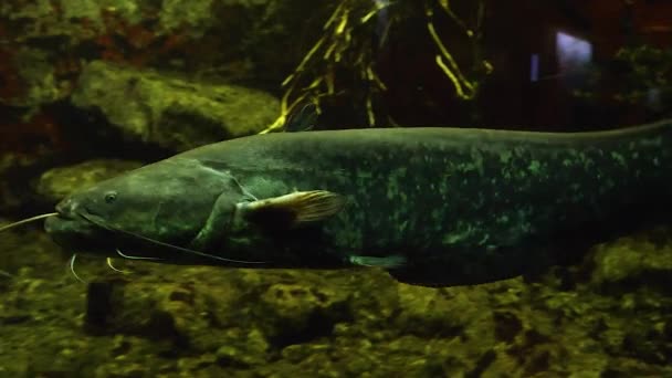 Nahaufnahme Eines Wels Der Mit Wehendem Körper Schwimmt — Stockvideo