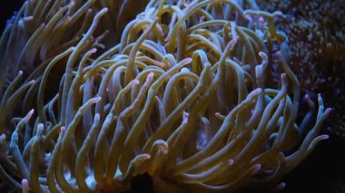 Bir grup deniz şakayığı hafifçe suyun altında sallanıyor..