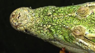 Su altında yüzen albino timsahı kapat.