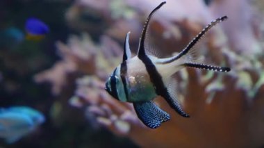 Bangai-Kardinal, siyah çizgili küçük beyaz balık