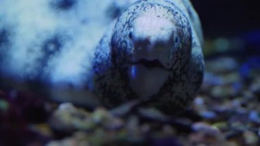 Yılan balığının başını kapat, ağzını aç ve kapat.