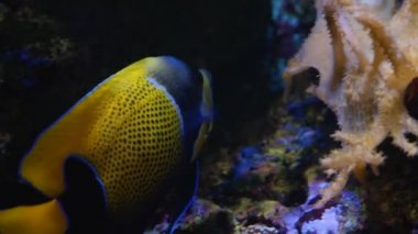 Sarı ve mavi melek balığı mercan yakınlarında yüzüyor, arka planda kayalar var..