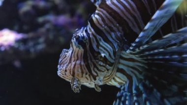 Aslan balığının yavaşça yüzmesini sağla.