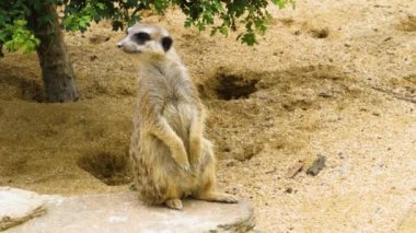 Mirketi kapat, bak ve koru.