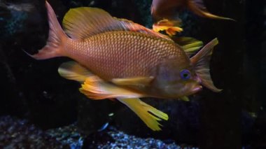 Diğer ikisi etrafında yüzerken bir balık yerinde yüzüyor. Sabit çekim..