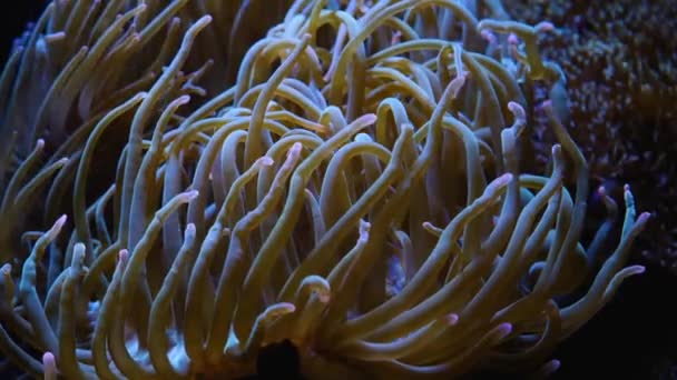 Gruppe Von Seeanemonen Schwankt Leicht Unter Wasser — Stockvideo