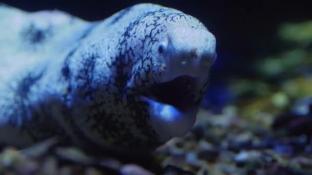 Yılan Balığının Başını Kapat Ağzını Kapat — Stok video