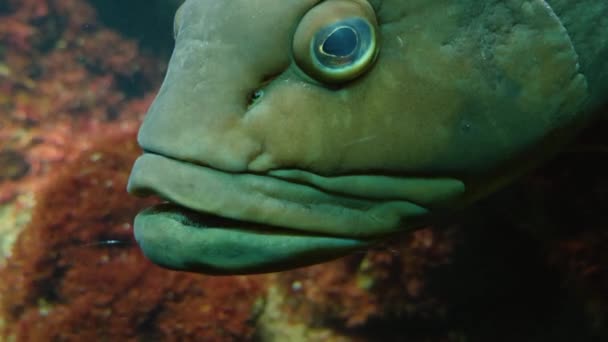 Gros Plan Tête Poisson Mérou — Video