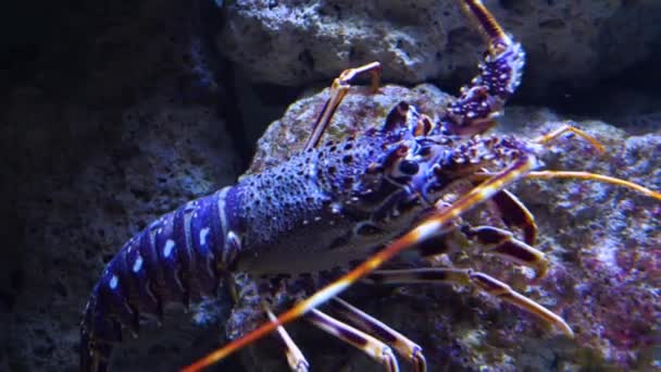 Tracking Shot Spiny Lobster Close — Stock Video