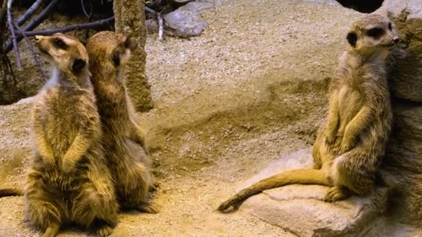 Närbild Meerkat Tittar Och Garding — Stockvideo