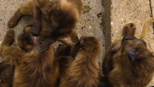 Ματωμένη Μαϊμού Καρδιά Που Ονομάζεται Επίσης Μπαμπουίνους Gelada Παίζουν Αγωνίζονται — Αρχείο Βίντεο