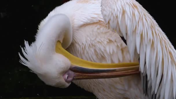 Pelicano Penas Aliciamento Sua Asa — Vídeo de Stock