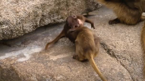 Mono Sangrante Del Corazón También Llamado Babuinos Gelada Juega Lucha — Vídeos de Stock