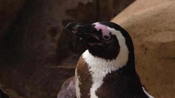 Primer Plano Del Pingüino Humboldt Mirando Alrededor Día Soleado — Vídeos de Stock