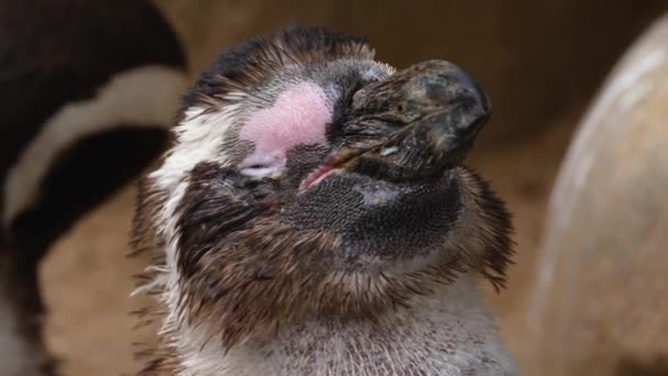 Κοντινό Πλάνο Του Humboldt Πιγκουίνος Κοιτάζοντας Γύρω Την Ηλιόλουστη Μέρα — Αρχείο Βίντεο