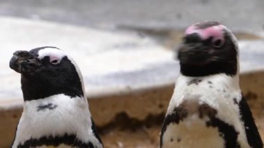 Humboldt pengueninin yakınında güneşli bir günde etrafa bakıyor..
