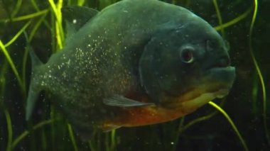 Piranha tüm vücudu sarmış, sağa doğru yüzüyor..