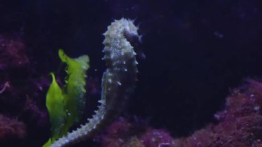 Bir deniz atının profil çekimini kapat 