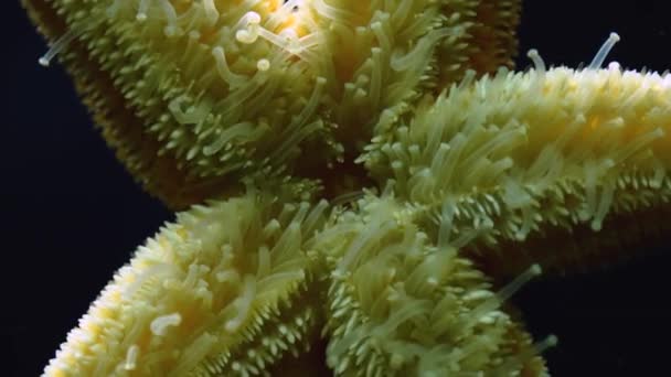 Primo Piano Stelle Marine Seastar Strisciare Time Lapse Vetro — Video Stock