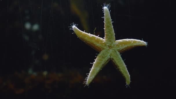 Deniz Yıldızını Kapat Seastar Cam Üzerinde Süratle Süründür — Stok video