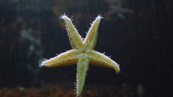 Close Starfish Seastar Crawling Time Lapse Glass — Stock Video