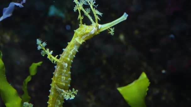 Zbliżenie Żółtego Liściastego Smoka Morskiego Poruszającego Się Powoli Pod Wodą — Wideo stockowe