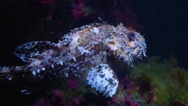 Nahaufnahme Von Steinfischen Die Unter Wasser Ruhen — Stockvideo