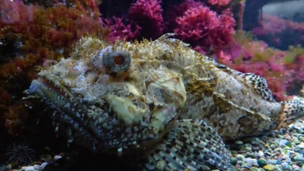 Close Pedra Peixe Subaquático Descansando — Vídeo de Stock