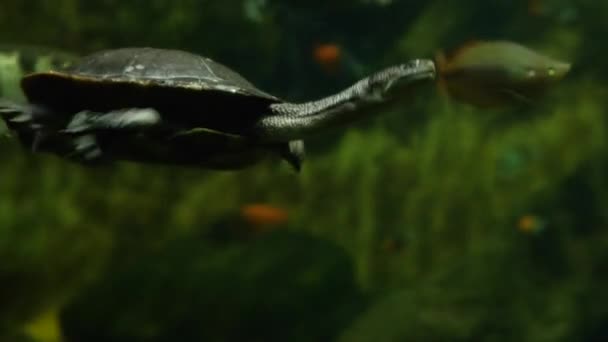Schlangenhalsschildkröte Schwimmt Unter Wasser Mit Fischen Hintergrund — Stockvideo