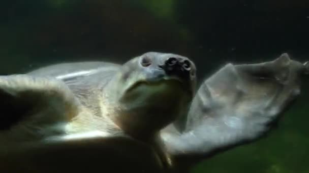 Kaplumbağa Kameraya Doğru Yüzerken Domuz Burnunu Kapat Sonra Dön Sağa — Stok video