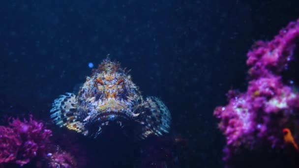 Close Stone Fish Underwater Resting — Stock Video