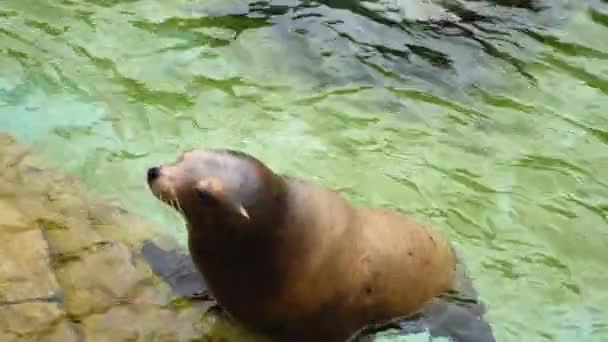 Dişi Deniz Aslanı Bir Kayanın Üzerinde Yüzgeçlerini Dinlendiriyor Başını Ileri — Stok video