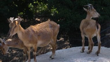 İki vida keçi sola bakıyor, ve biri kameraya bakıyor kuyruğu ve arka tarafı kameraya doğru..