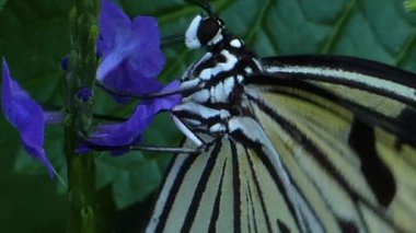 Ağaca yakın bir ağaç kelebeği nektar topluyor.