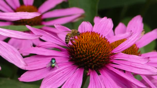 Close Bee Echinacea Flower Collecting Nectar — Stock video