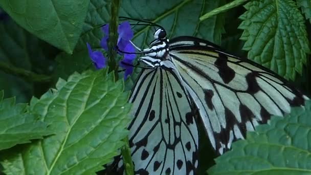 Close Tree Nymph Butterfly Collecting Nectar Slow Motion — Stock video