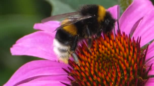 Närbild Bumblebee Echinacea Blomma Samla Nektar — Stockvideo