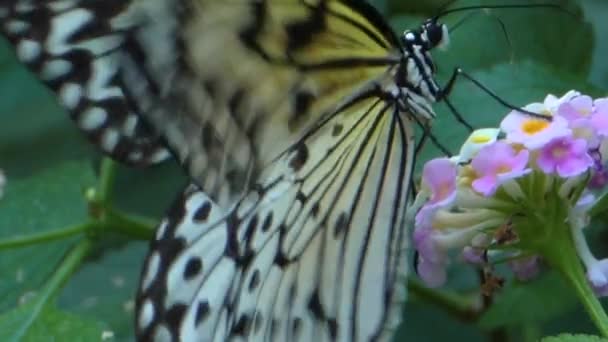 Close up of A tree nymph butterfly collecting nectar slow motion