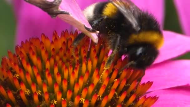 Ekinezya Çiçeğinin Yakınındaki Bumblebee Nektar Toplanıyor — Stok video