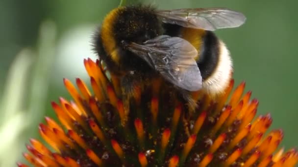 Ekinezya Çiçeğinin Yakınındaki Bumblebee Nektar Toplanıyor — Stok video