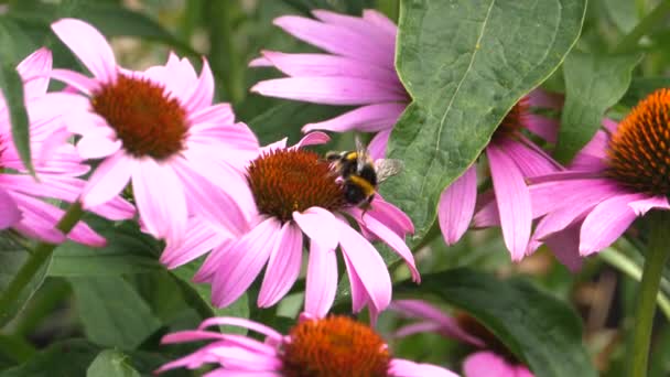 Close up of Bumblebee on echinacea flower collecting nectar.