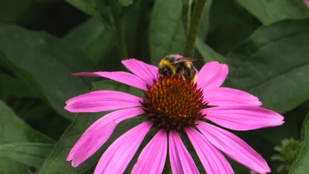 Närbild Bumblebee Echinacea Blomma Samla Nektar — Stockvideo