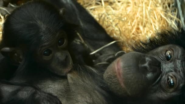 Primo Piano Bambino Bonobo Che Allatta Dalla Madre — Video Stock