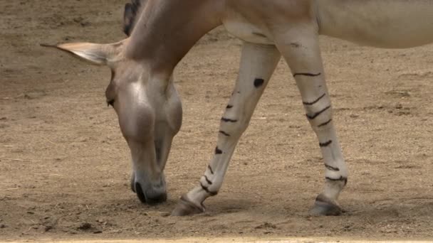 Close Somali Wild Ass Donkey Searching Ground — Stockvideo