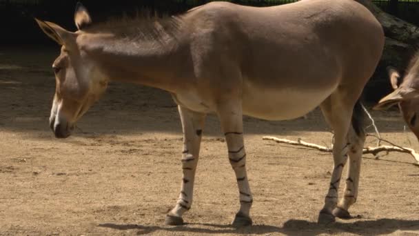 Close Somali Wild Ass Donkey Searching Ground — Stock Video
