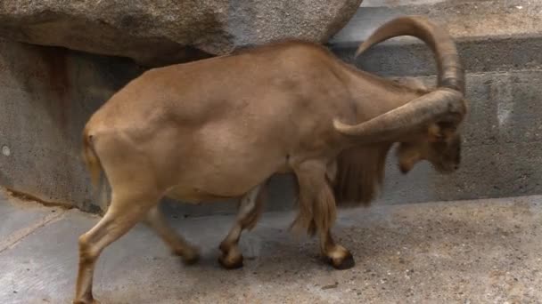 非洲山地山羊躺下 — 图库视频影像