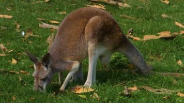 Kanguru 'ya yakın dur ve çayırda dinlen.