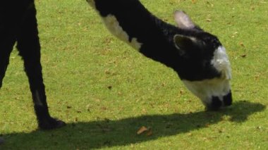 Kahverengi Lama 'nın ot yemesine yakın.