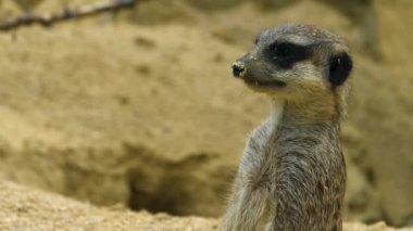Mirketlere yakın bekçilik, oyun ve bakınış.